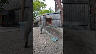 [2K] Squirrel enjoys snack from new feeder configuration!  #squirrel #eatingnuts #cute #wildlife