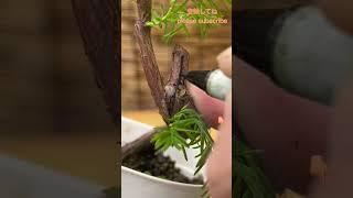 ⬆️本編/Main video⬆️【盆栽】CODIT論/[  bonsai] Pruning based on CODIT theory  #shorts