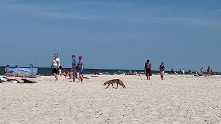 Lis zdobywa łupy na plaży