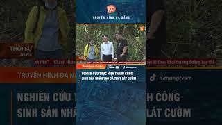 NGHIÊN CỨU THỰC HIỆN THÀNH CÔNG SINH SẢN NHÂN TẠO CÁ THÁT LÁT CƯỜM  #danangtv #danang