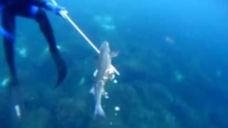 Spear fishing Azorean Mullet