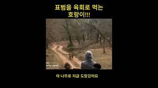 Shorts Ep.50 표범을 잡아먹는 호랑이,  비명횡사 당하는 표범!!! The leopard became the tiger's dinner