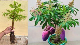 Best Method growing Mango tree with Aloe vera and banana