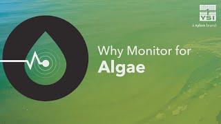 Why Monitor for Algae