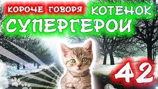 КОРОЧЕ ГОВОРЯ, КОТЕНОК СУПЕР ГЕРОЙ 42 / Бездомный котенок Лайки / Вопрос-Ответ