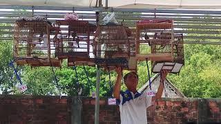 Chào mào đất quảng. Thi tuần 12/4/2018 tốp 10
