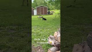 This Pup LOVES Firewood #firewood #dog #animal #pets #firewood #family #funny#trending #shorts