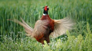 Bird sounds – Common pheasant (Phasianus colchicus)