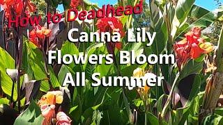 How to Deadhead Canna Lily Flowers to Keep Them Blooming All Summer Long Plus Which Cannas Grow Seed