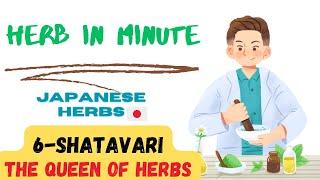 6- Shatavari or Queen of herbs (Japanese of herbs)