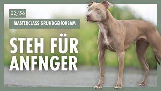 Steh Für Anfänger Im HUNDETRAINING | Schritt-Für-Schritt-Anleitung Für Dich & Deinen Hund | Tag 22