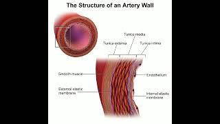 Structure of an artery Wall\Dr Muhammad Ameer Hamza