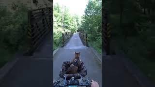 Taking A Cat On A Bike Ride