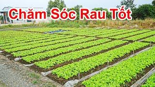 Mẹo Trồng Rau Tại Nhà Không Sợ Sâu Bệnh Và Rau Luôn Xanh Tốt / Kinh Nghiệm Trồng Rau Trên Sân Thượng