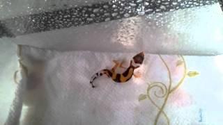 Leopard gecko born deformed