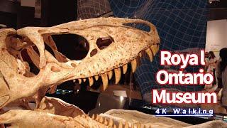 2023 Dinosaur Show In Toronto Canada  (Royal Ontario Museum )4K Walking Tour