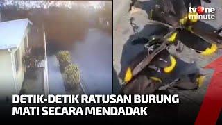 HOROR! Ratusan Burung Mati Mendadak Tertangkap CCTV | tvOne Minute