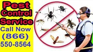 Pest Control Service New York || Organic Pest Control Service In USA || New York Exterminators