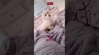 Funniest dog !最搞笑的毛小孩