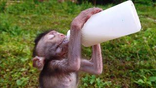 BABY MONKEY WOW WOW AMAZING