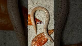 2023 send and 6000 send bce present past animals//ppa// #animals #youtubeshorts #shorts