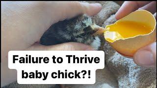 FAILURE TO THRIVE | Nursing a baby chick back to health