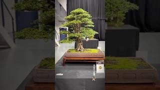 Taxus Baccata @ Bonsai Show Live 2024 #bonsai #bonsaitree #bonsaishow #bonsaiart #tree #bonsaiworld