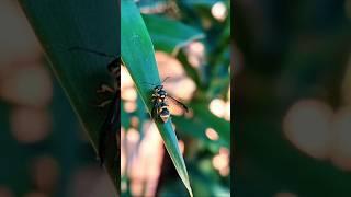 small bee #shorts #macro #macrovideo #macrovideography #insect