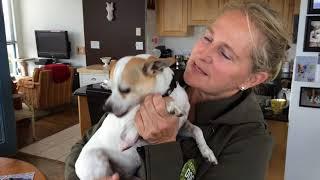 ‘Thank Dog I Am Out’  to the rescue