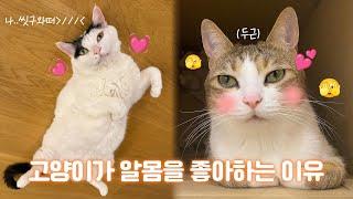 고양이 앞에서 옷 벗지 마세요