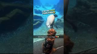 Sea Lion gives doggo some kisses ️