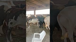 Usman Akbar #celebration #trending #animals #cow #bull #cow #farming ##viralshort