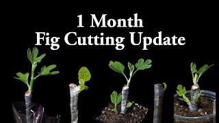 1 Month Fig Cutting Update