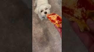 Tony eats Pizza