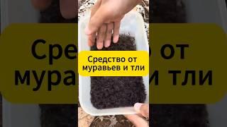 Топ средство от муравьев и тли! #дача #огород #сад #муравьи #тля #вредители #лайфхак #советы