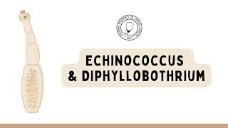 CÉSTODOS: Echinococcus & Diphyllobothrium | Parasitología