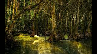 Sounds from the Bayou Swamp | 10 Hours | Nature Sounds for Sleeping, Relaxing, Studying and Focus