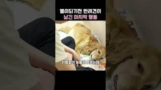 별이되기전 반려견이 보인 마지막행동
