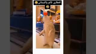 Cute cat funny video #shorts #youtubeshorts