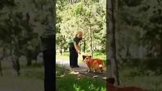 2 июля — Международный день собак!