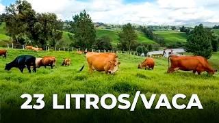 CÓMO PRODUCEN MÁS DE 1,200 LITROS DE LECHE AL DÍA CON GANADO JERSEY - FINCA LA FONTANA, COLOMBIA 