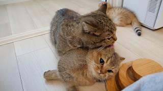 Cats Lili and Charo are more pampered and eager to be reflected than the kittens!