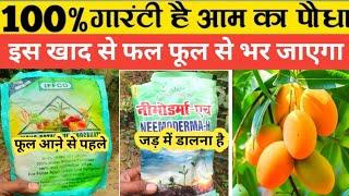 Best NPK Fertilizer For Mango Trees || Home Garden