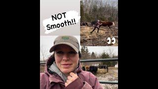 Solo Ranching, Chasing Cows & Scooping Poop!