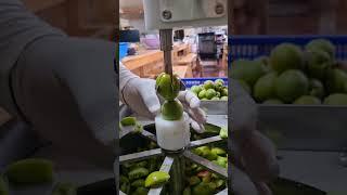 매실 장아찌 만들기 신박한 매실 씨 빼는 기계!!!