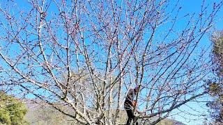 Podando en altura el cerezo de la huerta, Richard me acompaña