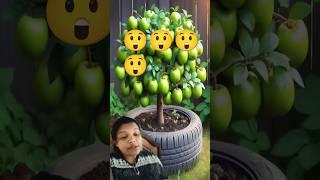 How I Double My Jujube Harvests With Grafting#short