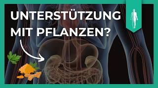 Die besten Pflanzen zur Unterstützung Deiner Entgiftung | Leber & Niere