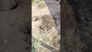 Ч.2-строим беседку#дача #garden #огород #сад #цветы#беседкасвоимируками#будущийсад