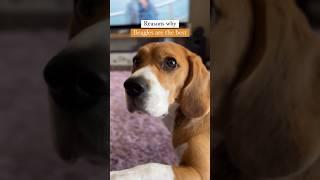 Reasons why beagles are the best #beagles #dogshorts #doglover